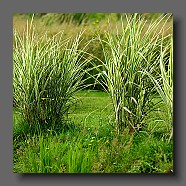 miscanthus-sinensis-variegatus-creme