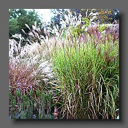 miscanthus-sinensis-zebrinus-right-side