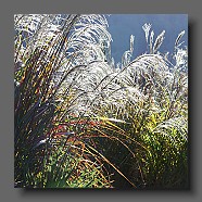 miscanthus-sinensis