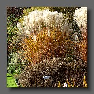 miscanthus-sinensis6