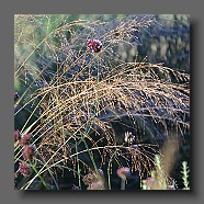 molinia-caerulea-ssp-arundinacea-fleurs