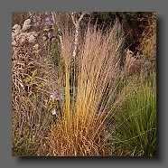 molinia-caerulea-ssp-arundinacea