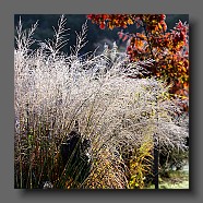 molinia-caerulea-ssp-arundinacea2