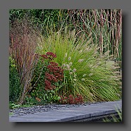 panicum-virgatum-heiliger-hain-tpennisetum-alopecuroides-japonicum