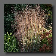 panicum-virgatum-heiliger-hain