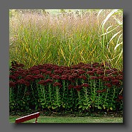 panicum-virgatum-warrior-et-sedum-telephium-herbstfreude