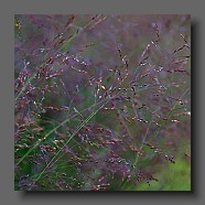 panicum-virgatum-warrior-fleurs