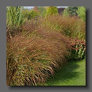 panicum-virgatum-warrior