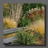 pennisetum-alopecuroides-japonicum-et bassin