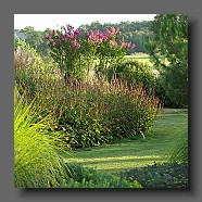 pennisetum-alopecuroides-japonicum-et persicaria