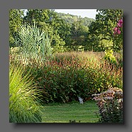 pennisetum-alopecuroides-japonicum-et persicaria2