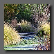 pennisetum-alopecuroides-japonicum-et persicaria3