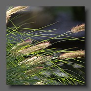 pennisetum-alopecuroides-japonicum-fleurs