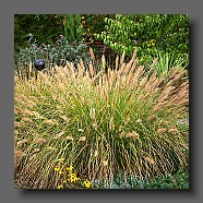 pennisetum-alopecuroides-japonicum