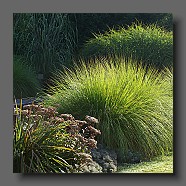 pennisetum-alopecuroides-japonicum2