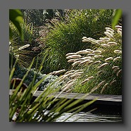 pennisetum-alopecuroides-japonicum3