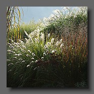 pennisetum-alopecuroides-japonicum5