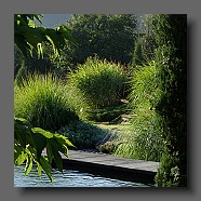 pennisetum-alopecuroides-japonicum6