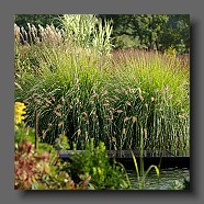 pennisetum-alopecuroides-japonicum7