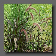 pennisetum-setaceum-4