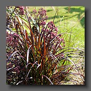 pennisetum-setaceum