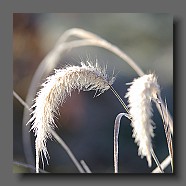 pennisetum-setaceum4