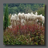 persicaria-et-miscanthus-sinensis-malepartus