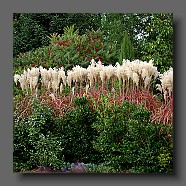 persicaria-et-miscanthus-sinensis-malepartus7