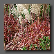 persicaria-et-miscanthus-sinensis-malepartus8