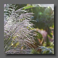 persicaria-et-miscanthus-sinensis