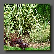 phormium-panache-et-calamagrostis-acutiflora-overdam