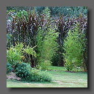 phylostachys-aureosulcata-spectabilis-et-saccharum-officinarum violaceum