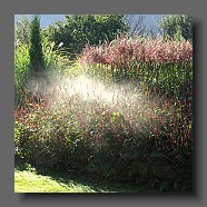 pollen-de-miscanthus-sinensis