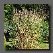 saccharum-raverenae