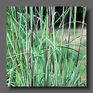 saccharum-raverenae2