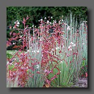 schizachyrium-scoparium-prairie-blues-et-persicaria-red-dragon