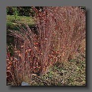 schizachyrium-scoparium-prairie-blues-et-persicaria-red-dragon2