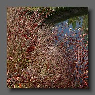 schizachyrium-scoparium-prairie-blues-et-persicaria-red-dragon3