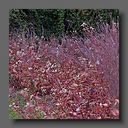 schizachyrium-scoparium-prairie-blues-et-persicaria-red-dragon4