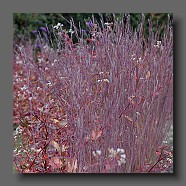 schizachyrium-scoparium-prairie-blues-et-persicaria-red-dragon5