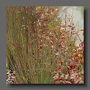 schizachyrium-scoparium-prairie-blues-et-persicaria-red-dragon6