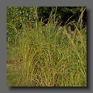 spartina-pectinata-aurea