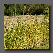 spartina-pectinata-aurea2