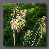 stipa-gigantea