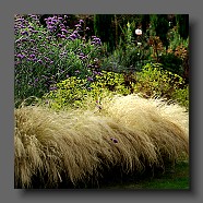 stipa-tenuissima-et-verbena-bonariensis