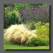 stipa-tenuissima-et-verbena-bonariensis2