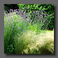 stipa-tenuissima-et-verbena-bonariensis3