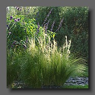 stipa-tenuissima-et-verbena-bonariensis4