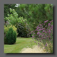 stipa-tenuissima