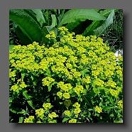 Euphorbia-ceratarpa